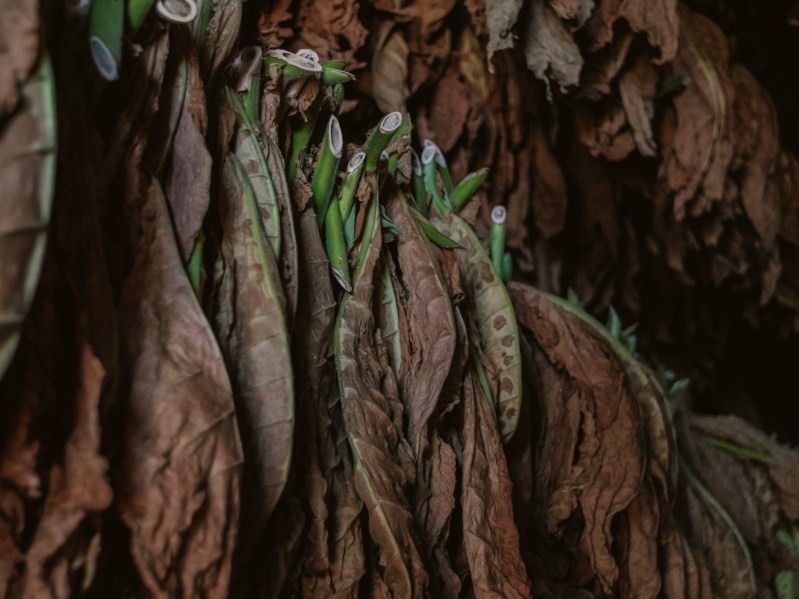 Aging cuban tobacco leaves hanging from rafters.