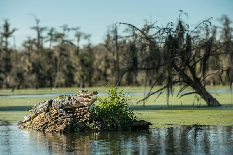 Alligator in a swamp