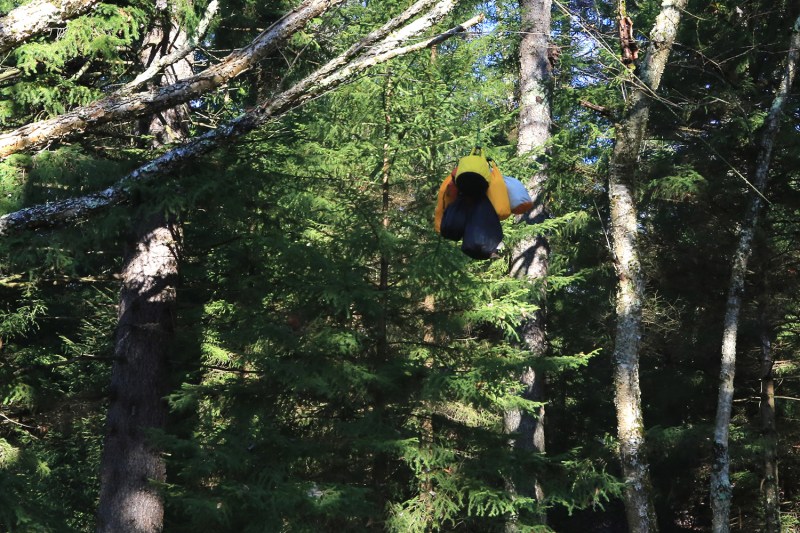 A bear bag hanging from a tree branch